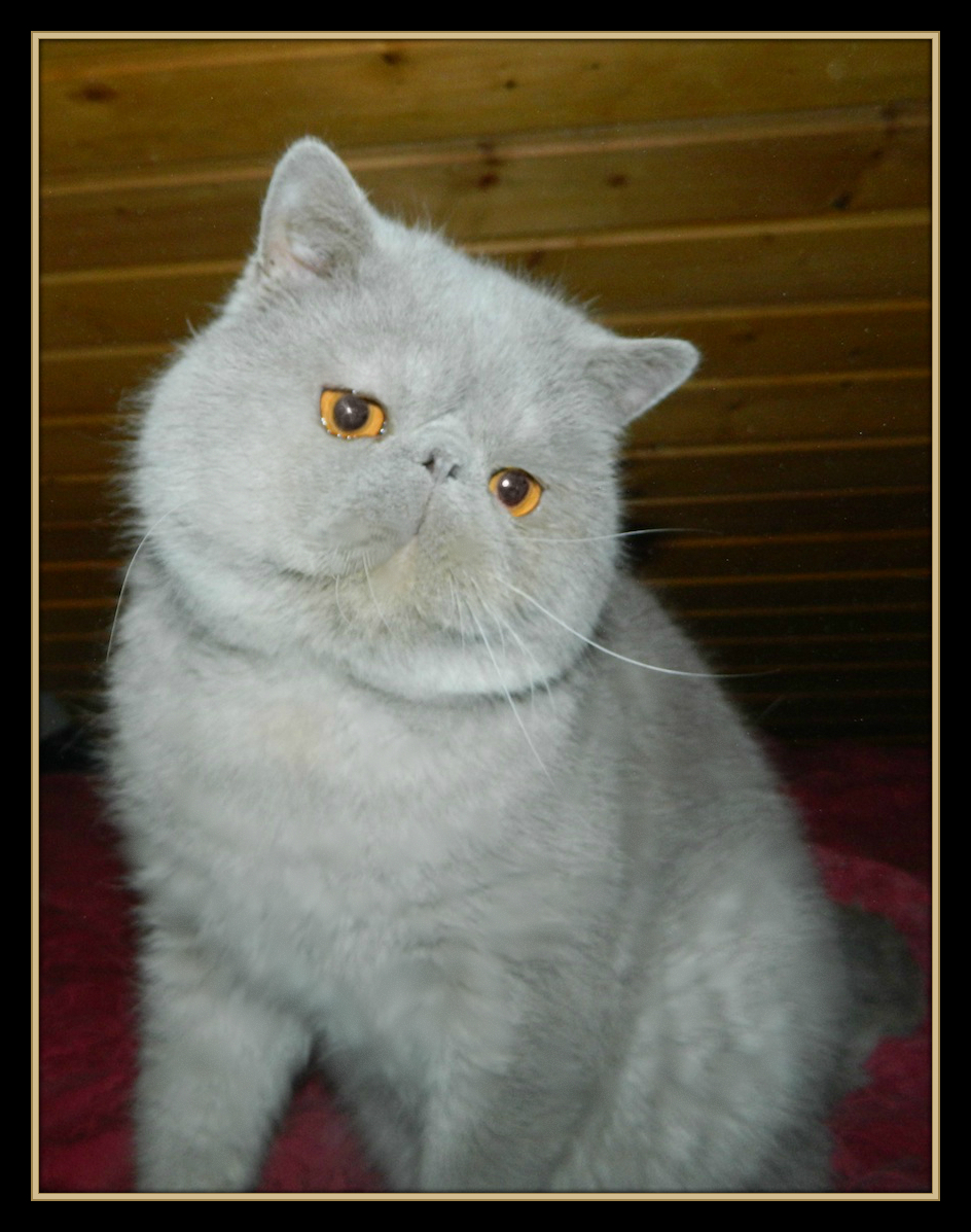 Un Amore Panthera*CZ