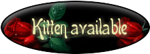 Kitten available